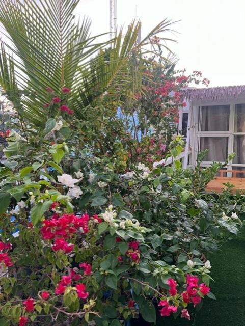 מאלה Rooftop Inn מראה חיצוני תמונה
